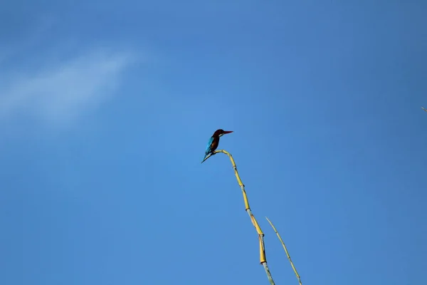 Одинокая Одна Зимородок Птица Halcyon Smyrnensis Сидит Ветке Дерева Утро — стоковое фото