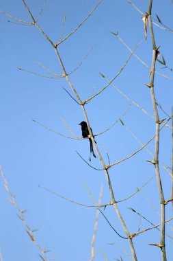 Sabahları ağaç dalında oturan iki kuyruklu kara Drongo kuşu ve arka planda mavi gökyüzü.