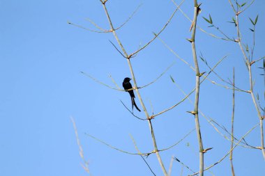 Sabahları ağaç dalında oturan iki kuyruklu kara Drongo kuşu ve arka planda mavi gökyüzü.