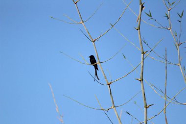 Sabahları ağaç dalında oturan iki kuyruklu kara Drongo kuşu ve arka planda mavi gökyüzü.