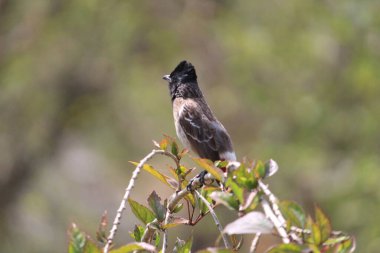 Ağaçta oturan Kırmızı Havalandırmalı Bulbul kuşu