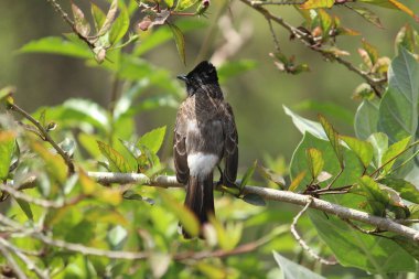 Ağaçta oturan Kırmızı Havalandırmalı Bulbul kuşu