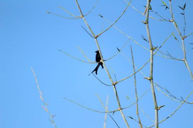 Sabahları ağaç dalında oturan iki kuyruklu kara Drongo kuşu ve arka planda mavi gökyüzü.