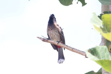 Ağaçta oturan Kırmızı Havalandırmalı Bulbul kuşu