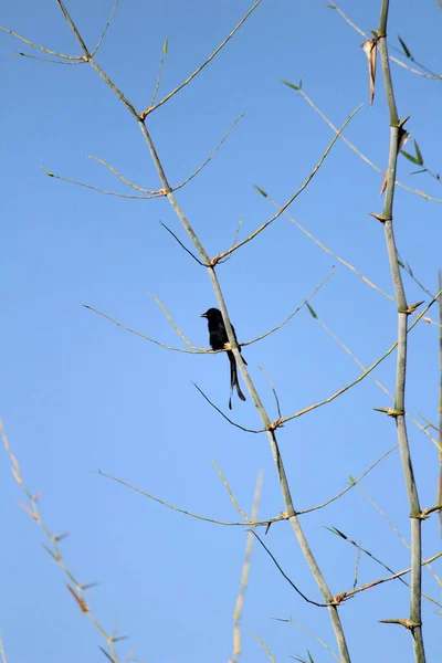 有两只尾翼的黑龙鸟坐在树枝上 背景是蓝天 — 图库照片