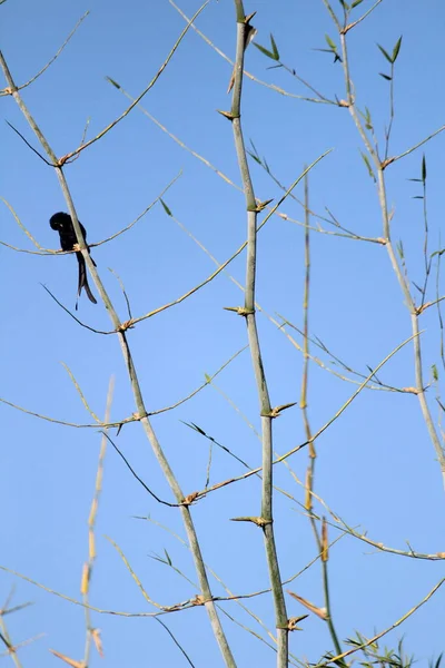 Black Drongo Pták Dvěma Ocasy Sedí Větvi Stromu Ráno Modré — Stock fotografie