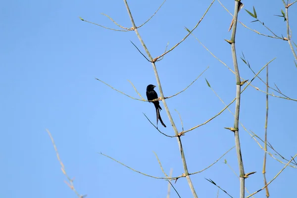 Czarny Ptak Drongo Dwoma Ogonami Siedzącymi Gałęzi Drzewa Rano Niebieskim — Zdjęcie stockowe