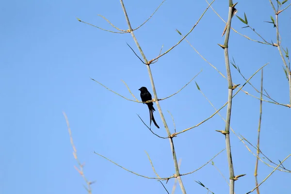 Pájaro Drongo Negro Con Dos Colas Sentadas Rama Del Árbol —  Fotos de Stock