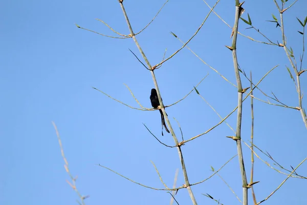 Oiseau Drongo Noir Avec Deux Queues Assises Sur Une Branche — Photo
