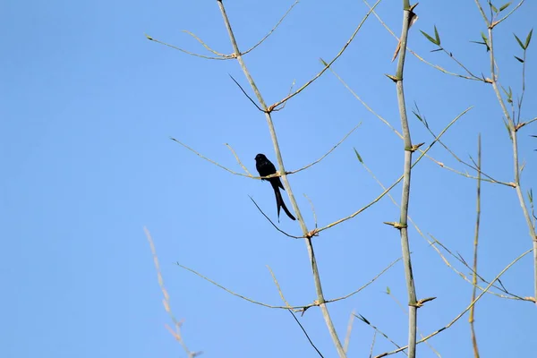 Black Drongo Bird Two Tails Sitting Tree Branch Morning Blue — Stock Photo, Image