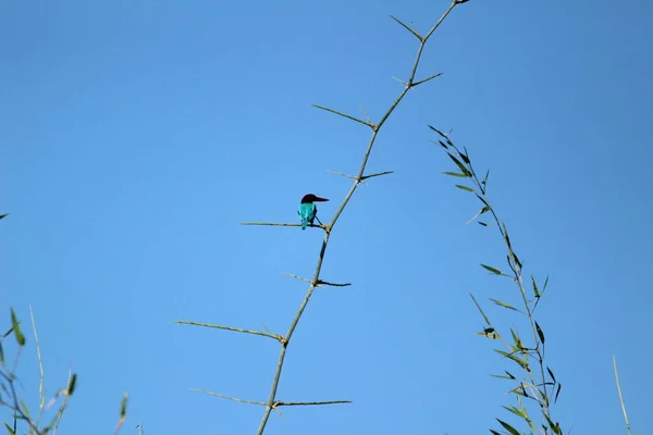 Птаха Кінгфішера Сидить Гілці Дерев Вранці Синє Небо Задньому Плані — стокове фото