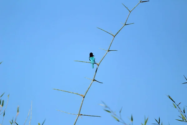Птаха Кінгфішера Сидить Гілці Дерев Вранці Синє Небо Задньому Плані — стокове фото