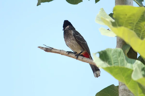 Rotbelüfteter Bulbul Vogel Sitzt Auf Dem Baum — Stockfoto