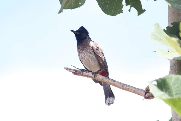 Ağaçta Oturan Kırmızı Havalandırmalı Bulbul Kuşu — Stok fotoğraf