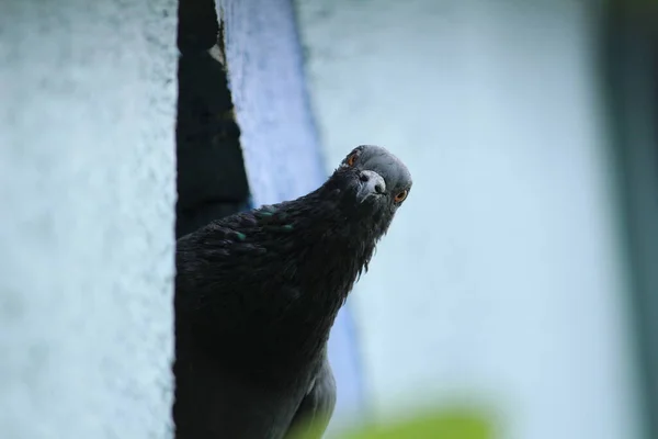 房子墙上的一个洞上坐着一只鸽子 屋外有一个绿色的背景 鸽子栖息在墙上或房顶上的鸽子 — 图库照片