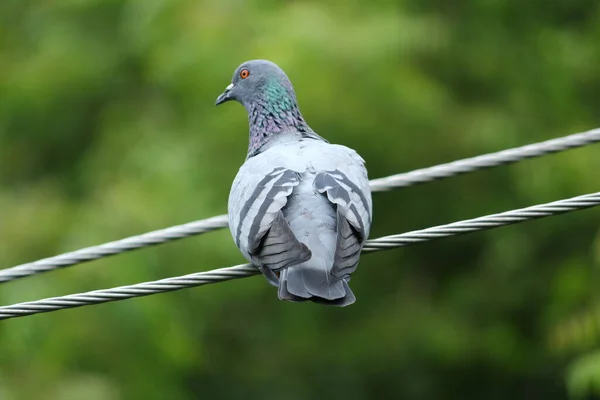 一只鸽子坐在一根电线杆上 室外有绿色背景 一只鸽子栖息在电线上 — 图库照片