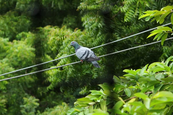 1羽の鳩が屋外に緑の背景を持つ電気ラインに座っています 電気配線上の鳩 — ストック写真