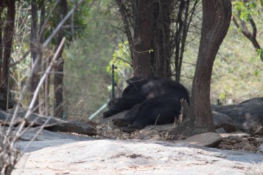 Bannerghatta Ulusal Parkı 'ndaki Hint ayısı hayvanat bahçesinde duruyor. Karnataka Hindistan 'daki Orman Vahşi Yaşam Sığınakları