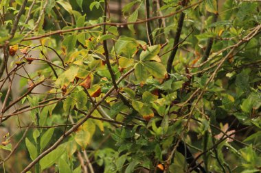 Benim kuşum yağmurda oturuyor / uçuyor