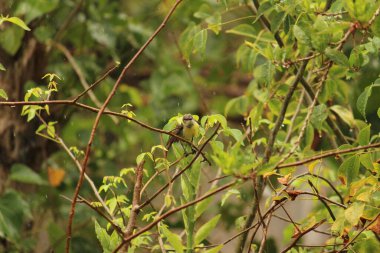 Benim kuşum yağmurda oturuyor / uçuyor