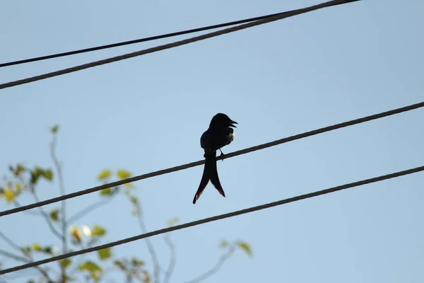 有两只尾巴的黑龙鸟坐在电线或电线杆上 — 图库照片