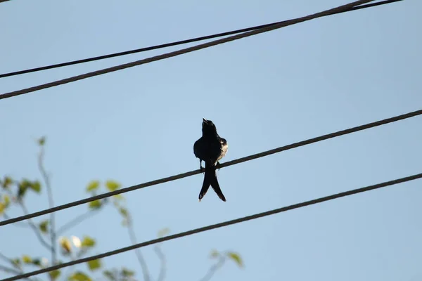 有两只尾巴的黑龙鸟坐在电线或电线杆上 — 图库照片