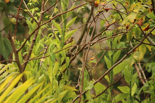 stock image myna Bird sitting / flying in the raining day