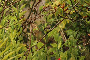 Benim kuşum yağmurda oturuyor / uçuyor
