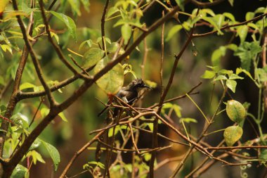 Benim kuşum yağmurda oturuyor / uçuyor