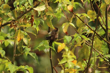 Benim kuşum yağmurda oturuyor / uçuyor