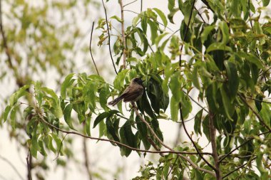 Benim kuşum yağmurda oturuyor / uçuyor