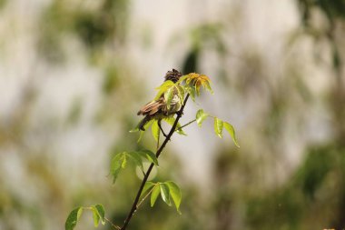 Benim kuşum yağmurda oturuyor / uçuyor