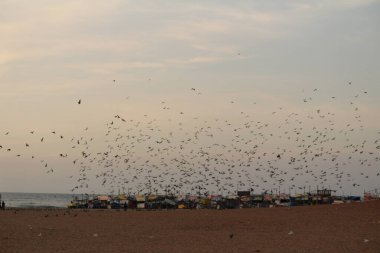 Kumrular kumsalda uçuyor. Elliot 'un Plajı / Besant Nagar Plajı Chennai.