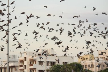 Kumrular kumsalda uçuyor. Elliot 'un Plajı / Besant Nagar Plajı Chennai.