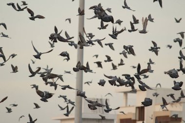 Kumrular kumsalda uçuyor. Elliot 'un Plajı / Besant Nagar Plajı Chennai.