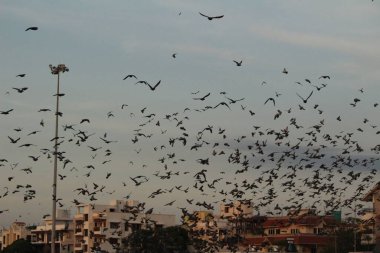 Kumrular kumsalda uçuyor. Elliot 'un Plajı / Besant Nagar Plajı Chennai.