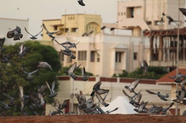 Kumrular kumsalda uçuyor. Elliot 'un Plajı / Besant Nagar Plajı Chennai.