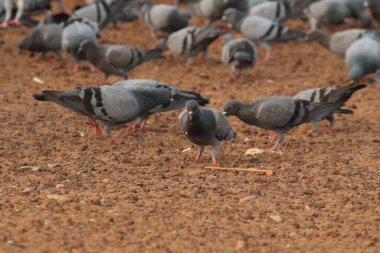 Kumrular kumsalda uçuyor. Elliot 'un Plajı / Besant Nagar Plajı Chennai.