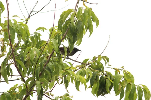 Myna Bird Συνεδρίαση Πετούν Κατά Διάρκεια Της Ημέρας Βροχής — Φωτογραφία Αρχείου