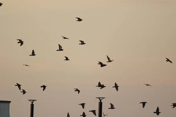鳩が浜辺を飛んでいる エリオットビーチ ベストナガルビーチ チェンナイ — ストック写真