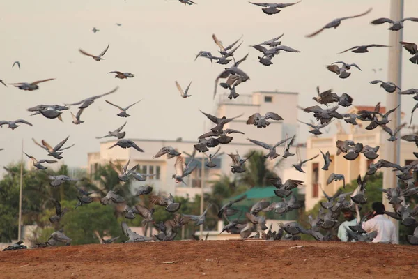 stock image Doves are flying in the beach. Elliot's beach / Besant Nagar Beach Chennai.