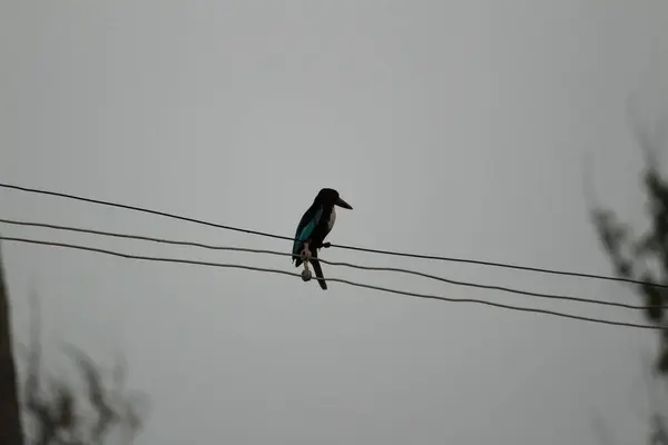 坐在电线上的啄木鸟 — 图库照片