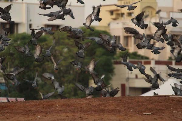 鸽子在海滩上飞舞 Elliot海滩 Besant Nagar海滩 — 图库照片