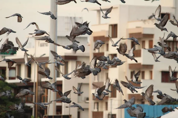 Tauben Fliegen Strand Elliot Beach Besant Nagar Beach Chennai — Stockfoto