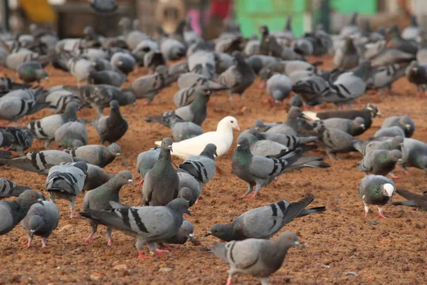 鸽子群中的一只白鸽 Elliot海滩 Besant Nagar海滩 — 图库照片