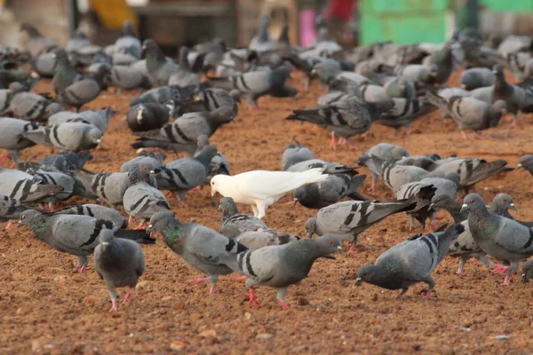 Einzelne Weiße Taube Der Gruppe Der Tauben Elliot Beach Besant — Stockfoto