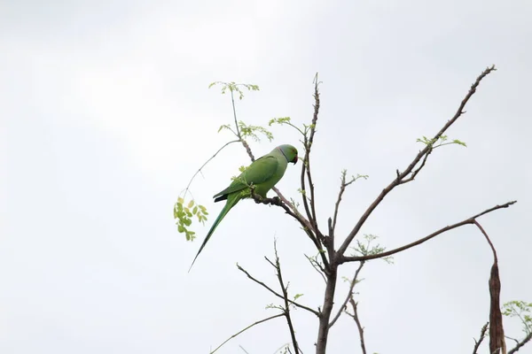 green indian parrot sitting on the isolated tree branch on the cloudy weather situation with dark clouds on the background