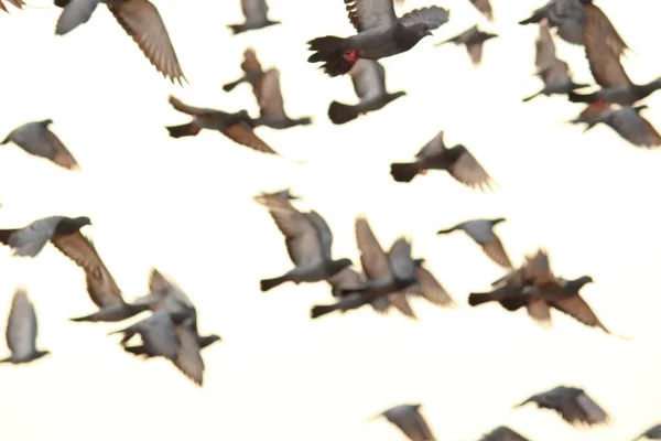 Περιστέρια Πετούν Στην Παραλία Παραλία Έλλιοτ Παραλία Μπέζαντ Ναγκάρ Τσενάι — Φωτογραφία Αρχείου