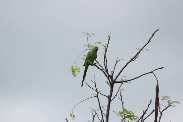 green indian parrot sitting on the isolated tree branch on the cloudy weather situation with dark clouds on the background