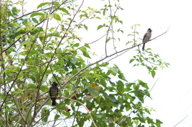 two Red Vented Bulbul bird or one bird sitting on the tree or tree branch on the morning with white background